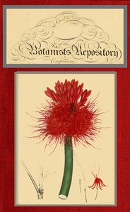 Cover of The botanist's repository for new and rare plants; vol. 05 [of 10] — A Reader’s Guide